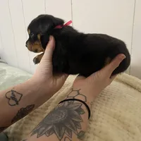 Pinky pink , a female Rottweiler for sale in Bloomington, IL – Photo 4 of 6