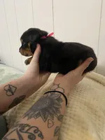 Pinky pink , a female Rottweiler for sale in Bloomington, IL – Photo 4 of 4