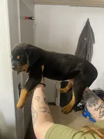 Pinky pink , a female Rottweiler for sale in Bloomington, IL – Photo 5 of 6