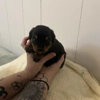 Pinky pink , a female Rottweiler for sale in Bloomington, IL – Photo 3 of 6