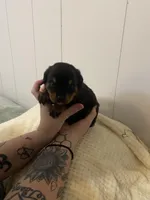 Pinky pink , a female Rottweiler for sale in Bloomington, IL – Photo 3 of 4