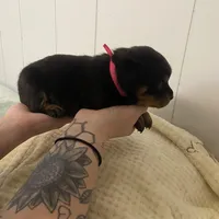 Pinky pink , a female Rottweiler for sale in Bloomington, IL – Photo 2 of 6