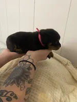 Pinky pink , a female Rottweiler for sale in Bloomington, IL – Photo 2 of 4