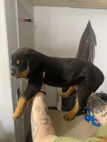 Pinky pink , a female Rottweiler for sale in Bloomington, IL – Photo 6 of 6