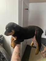 Orange juice , a female Rottweiler for sale in Bloomington, IL – Photo 5 of 5