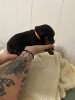 Orange juice , a female Rottweiler for sale in Bloomington, IL – Photo 3 of 4