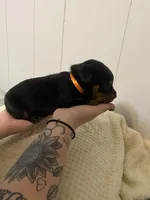 Orange juice , a female Rottweiler for sale in Bloomington, IL – Photo 4 of 4