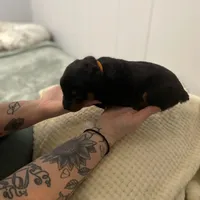 Orange juice , a female Rottweiler for sale in Bloomington, IL – Photo 1 of 5