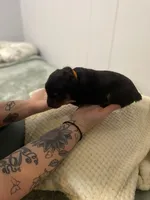 Orange juice , a female Rottweiler for sale in Bloomington, IL – Photo 1 of 4