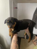 Orange juice , a female Rottweiler for sale in Bloomington, IL – Photo 4 of 5