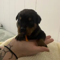 Orange juice , a female Rottweiler for sale in Bloomington, IL – Photo 2 of 5