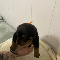 Buba orange , a female Rottweiler for sale in Bloomington, IL – Photo 2 of 6