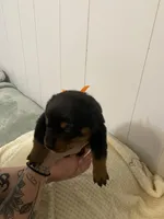 Buba orange , a female Rottweiler for sale in Bloomington, IL – Photo 2 of 4