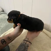 Buba orange , a female Rottweiler for sale in Bloomington, IL – Photo 4 of 6