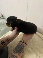 Buba orange , a female Rottweiler for sale in Bloomington, IL – Photo 4 of 4