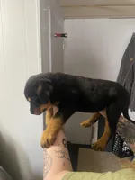 Buba orange , a female Rottweiler for sale in Bloomington, IL – Photo 6 of 6