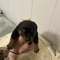 Buba orange , a female Rottweiler for sale in Bloomington, IL – Photo 3 of 6