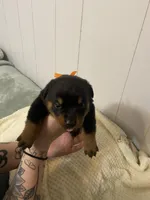 Buba orange , a female Rottweiler for sale in Bloomington, IL – Photo 3 of 4