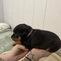 Light pink , a female Rottweiler for sale in Bloomington, IL – Photo 2 of 7