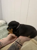 Light pink , a female Rottweiler for sale in Bloomington, IL – Photo 2 of 7