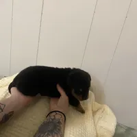 Light pink , a female Rottweiler for sale in Bloomington, IL – Photo 6 of 7