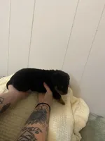 Light pink , a female Rottweiler for sale in Bloomington, IL – Photo 6 of 7