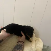 Light pink , a female Rottweiler for sale in Bloomington, IL – Photo 4 of 7