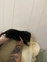 Light pink , a female Rottweiler for sale in Bloomington, IL – Photo 4 of 7