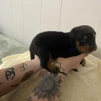 Light pink , a female Rottweiler for sale in Bloomington, IL – Photo 5 of 7