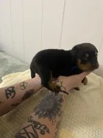 Light pink , a female Rottweiler for sale in Bloomington, IL – Photo 5 of 7