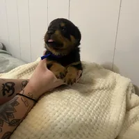 Light pink , a female Rottweiler for sale in Bloomington, IL – Photo 7 of 7