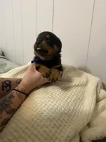 Light pink , a female Rottweiler for sale in Bloomington, IL – Photo 7 of 7