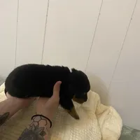 Light pink , a female Rottweiler for sale in Bloomington, IL – Photo 1 of 7