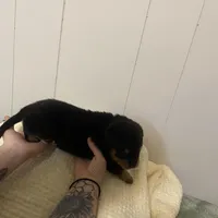 Light pink , a female Rottweiler for sale in Bloomington, IL – Photo 3 of 7