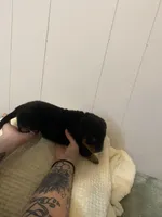 Light pink , a female Rottweiler for sale in Bloomington, IL – Photo 3 of 7