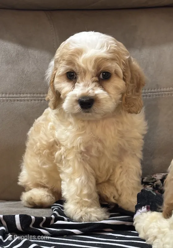 Bruno – Cockapoo puppy for sale in Montezuma, GA