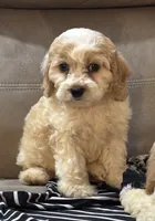 Bruno, a male Cockapoo for sale in Montezuma, GA – 1 of 4
