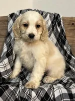 Buddy, a male Cockapoo for sale in Montezuma, GA – Photo 1 of 3
