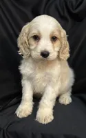 Buddy, a male Cockapoo for sale in Montezuma, GA – Photo 3 of 3
