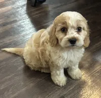 Bruno, a male Cockapoo for sale in Montezuma, GA – 3 of 4