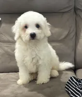 Annie, a female Bichon Frise for sale in Montezuma, GA – 2 of 3