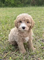 Buster, a male Cockapoo for sale in Montezuma, GA – Photo 3 of 3