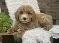 Buster, a male Cockapoo for sale in Montezuma, GA – Photo 1 of 3