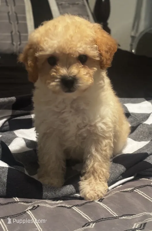 Kyler – Poodle - Miniature  puppy for sale in Montezuma, GA