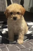 Kyler, a male Poodle - Miniature  for sale in Montezuma, GA – 1 of 3