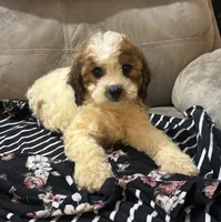 Snuggles , a female Cockapoo for sale in Montezuma, GA – 2 of 5