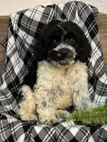 Barney, a male Cockapoo for sale in Montezuma, GA – Photo 1 of 3