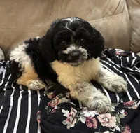 Barney, a male Cockapoo for sale in Montezuma, GA – Photo 2 of 3