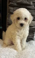 Abby, a female Bichon Frise and Cocker Spaniel for sale in Montezuma, GA – 3 of 4
