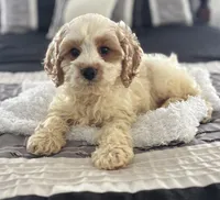Buddy , a male Cockapoo for sale in Montezuma, GA – Photo 3 of 3